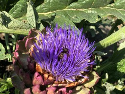 A purple flowering artichoke with two bees on it surrounded by large green leaves.