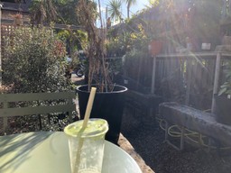 Empty plastic cup with lid and straw that had some green concoction in it, plans in pots, shingle floor, cup is on a green table with a a chair. Benches made of old railway sleepers line the edge of the garden.