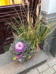 A purple cabbage in a plant pot on a doorstep