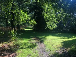 A forest path