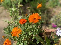 Orange flowers in the foreground, purple and white ones in the background and edge of view. Flowers are growing out of a raised wooden plant bed in a garden.