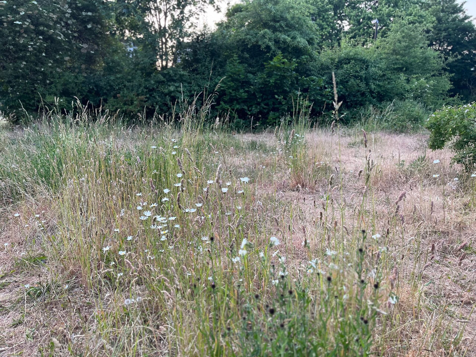A meadow with large daisies and tall grass