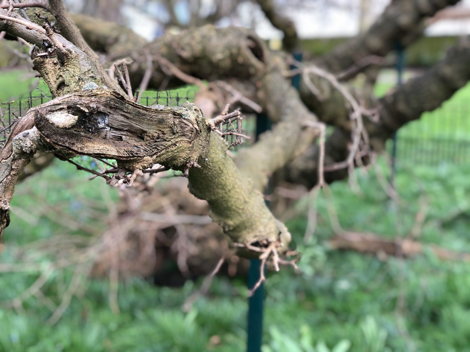 Haggard old branch on foreground, weathered old tree in the background.